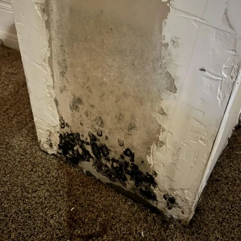 Professional Mold Removal in Washington Park, IL
